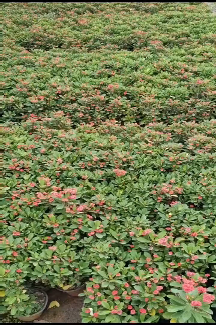 高度15厘米虎刺梅