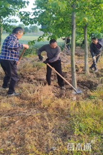 15公分拐枣