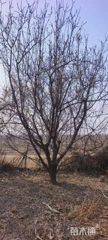 25公分杏树