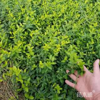 50厘米小叶扶芳藤