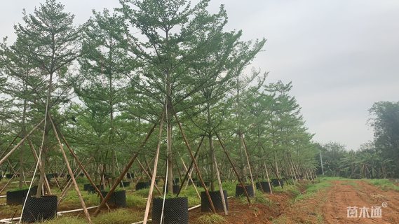 10公分细叶榄仁