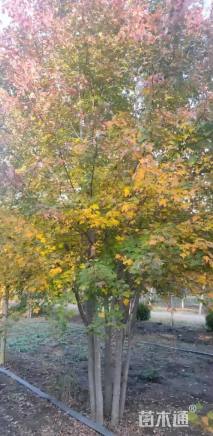 高度700厘米丛生美国红枫