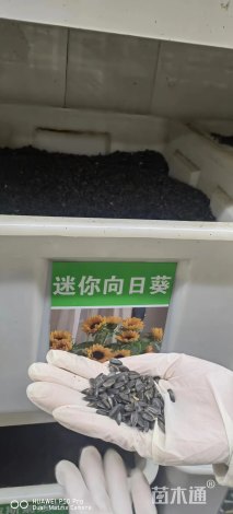 向日葵种子向日葵种子