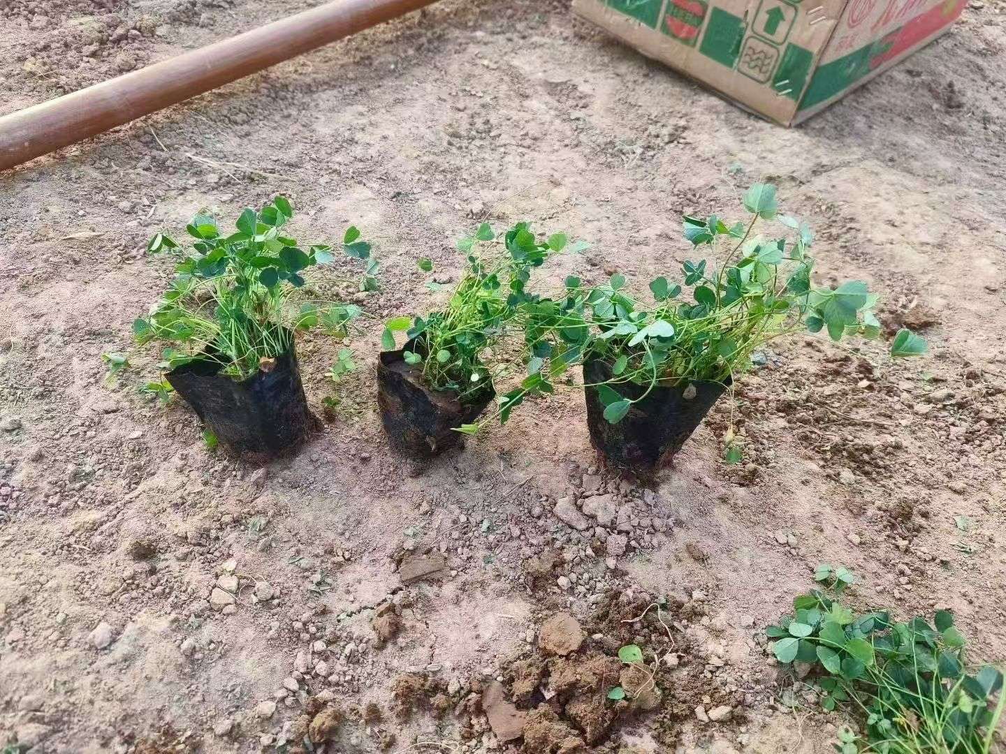 苜蓿