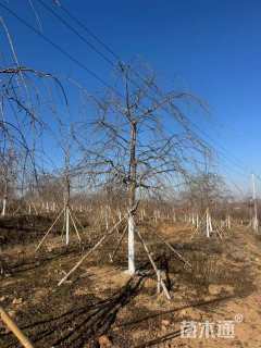 18公分垂枝樱花