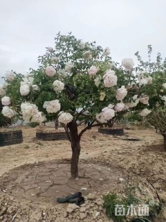 高度190厘米紫斑牡丹