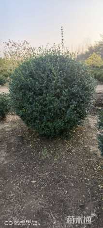 冠幅120厘米水蜡球