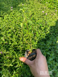 高度20厘米紫花马樱丹