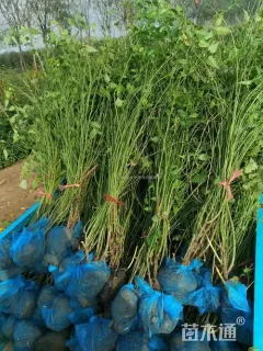 高度120厘米棣棠