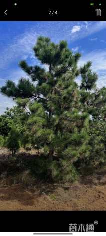高度180厘米黑松