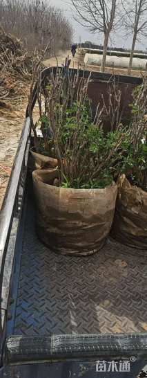 高度50厘米臭牡丹