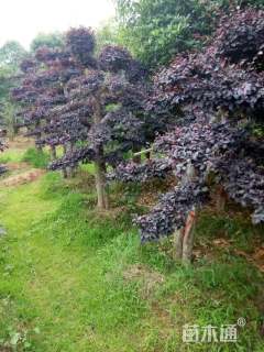 300厘米造型红花继木桩