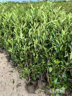 高度220厘米法国冬青