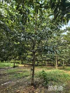 10公分普贤象樱花