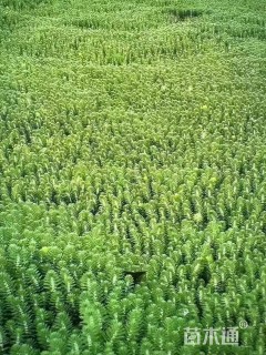 高度50厘米聚草