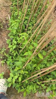 0.2公分台湾相思树