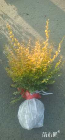 高度40厘米亮金女贞（亮晶女贞）