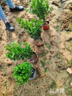 高度40厘米瓜子黄杨