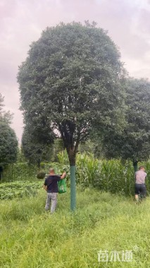 15公分桂花