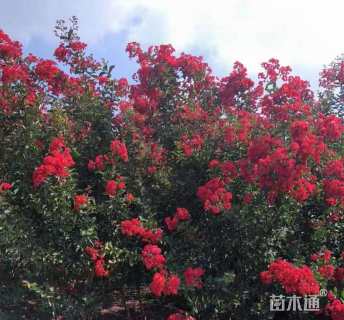 5公分红火箭紫薇