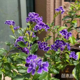 高度30厘米金露花
