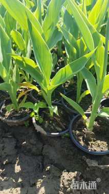 高度35厘米水生美人蕉