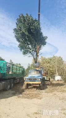 高度600厘米丛生美国红枫