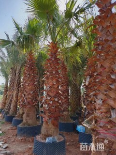 裸干高1.5厘米华棕