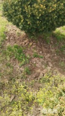 7公分东北红豆杉