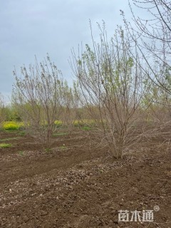 高度600厘米丛生五角枫