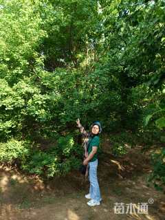 50公分(5杆)丛生乌桕