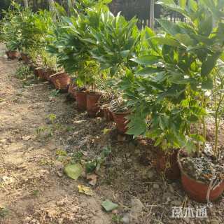 高度42厘米芍药