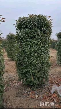 高度280厘米红叶石楠柱