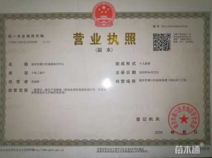 高度600厘米雪松