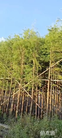 15公分落羽杉