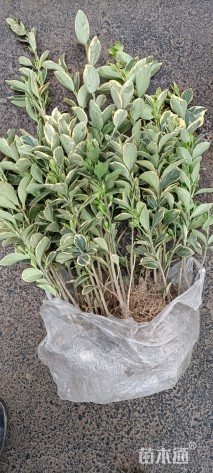 高度50厘米金边黄杨