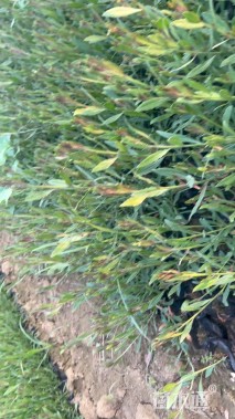 高度10厘米千鸟花