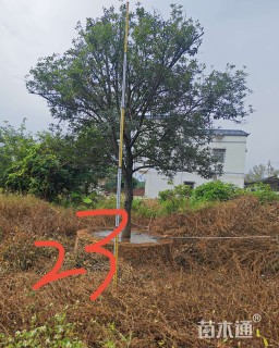 28公分桂花