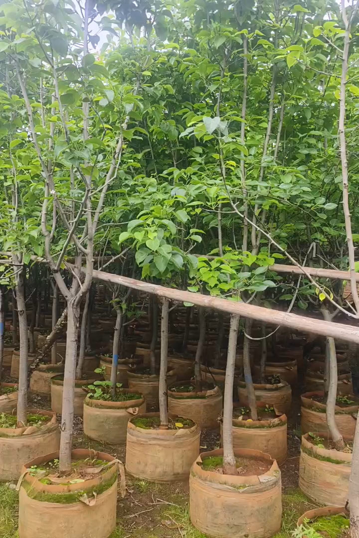 5公分梨树