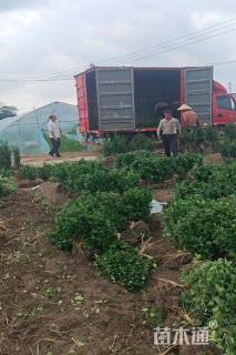 高度40厘米北海道黄杨小苗
