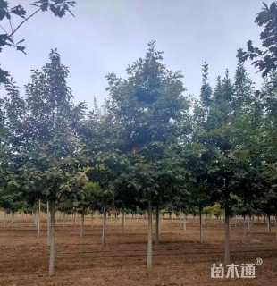 10公分北美红栎