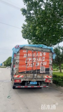 高度30厘米蓝星花