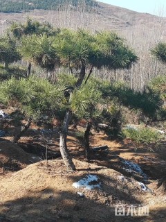 13公分造型黑松