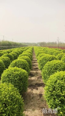 冠幅100厘米金叶女贞球