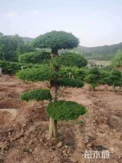 30公分对节白蜡