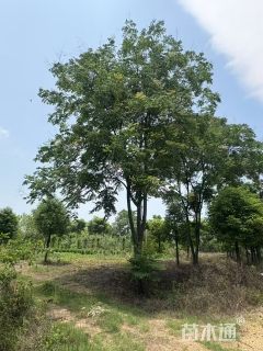 5公分(5杆)丛生栾树