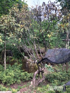 高度500厘米高山杜鹃