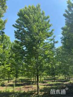 13公分美国红枫