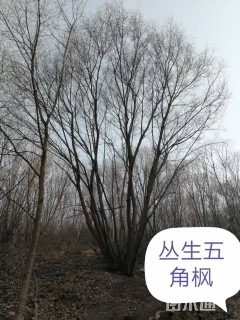 高度6厘米丛生元宝枫