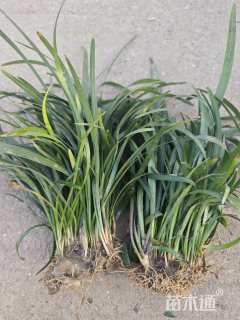 高度20厘米兰花